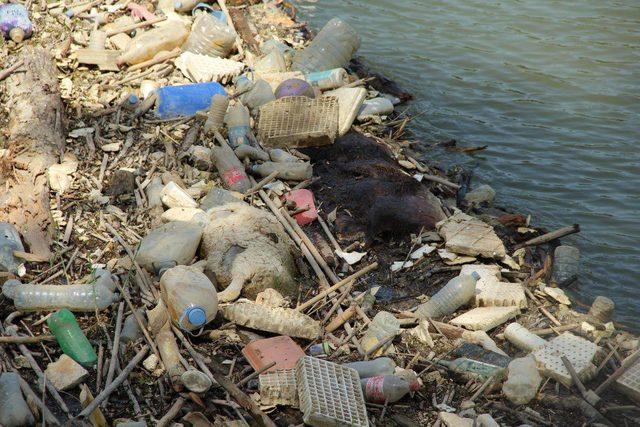 Büyük Menderes Nehri'ne atılan hayvan leşi ve iskeletleri tehlike saçıyor