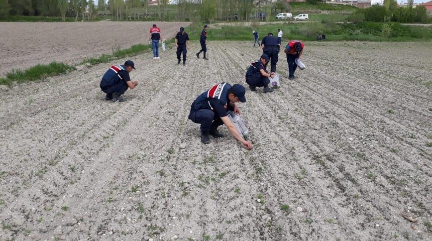 Jandarma 14 bin 928 k&ouml;k kenevir ele ge&ccedil;irdi