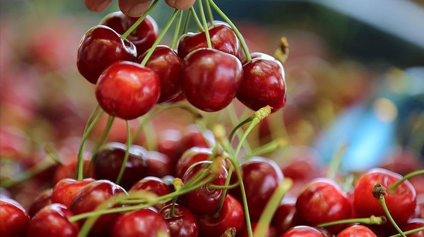 Manisa kirazı Güney Kore yolcusu