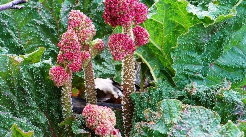 Van G&ouml;l&uuml; Aktivistlerinden &lsquo;U&ccedil;kun Festivali&rsquo; atağı