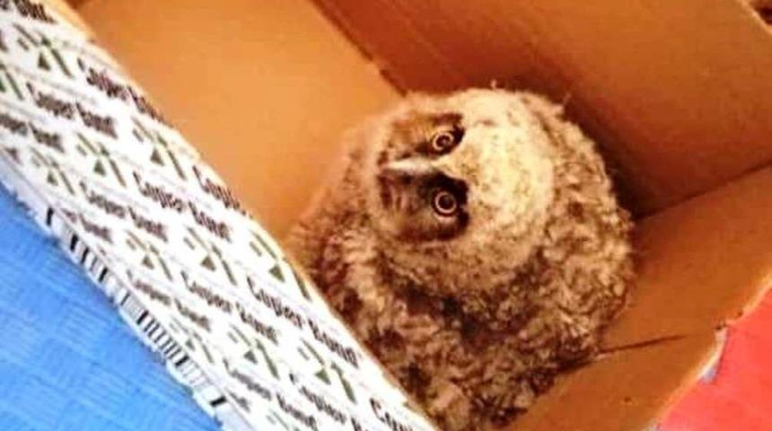 Yavru Pe&ccedil;eli Baykuş tedavi altına alındı