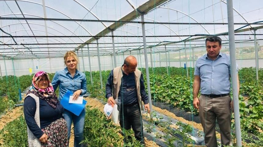 Aksaray&rsquo;da domates g&uuml;vesi m&uuml;cadelesi i&ccedil;in seralara tuzaklar asıldı