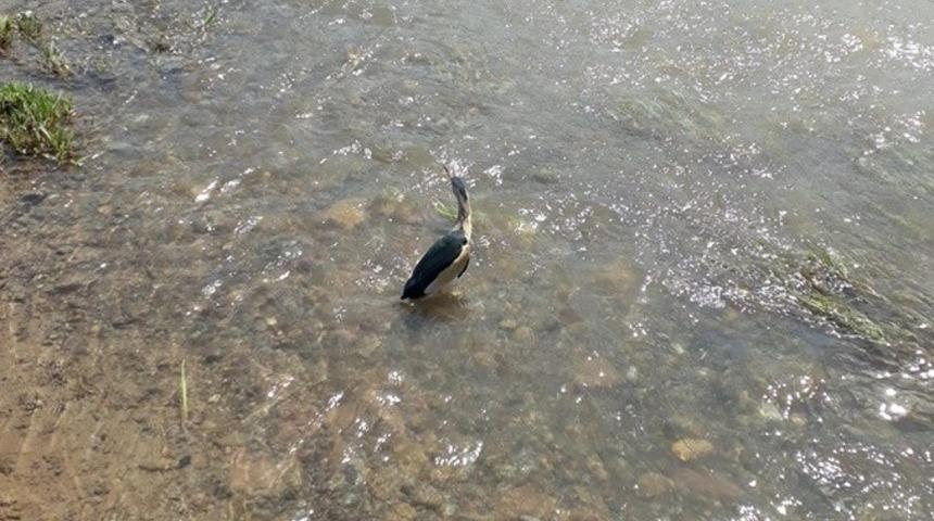 Yaralı hayvanlar tedavi edilip, doğal ortamına bırakıldı