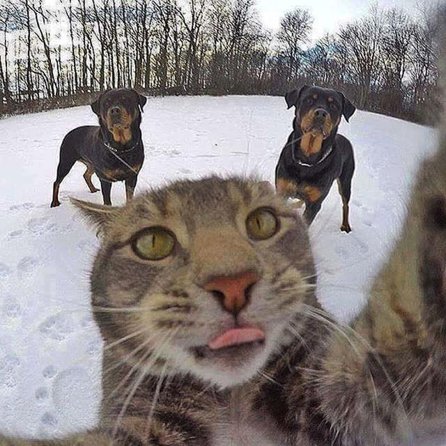 yok-artik-kedilerin-bizden-cok-daha-iyi-selfie-cektiklerinin-21-kaniti-1