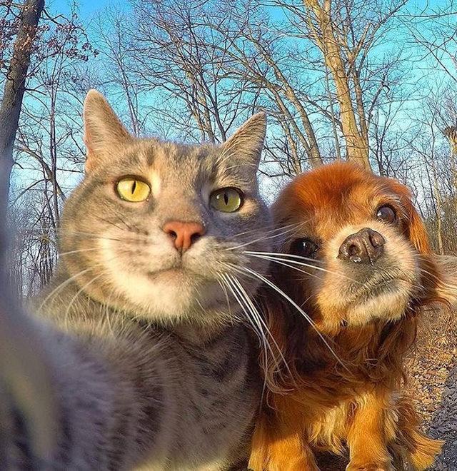 yok-artik-kedilerin-bizden-cok-daha-iyi-selfie-cektiklerinin-21-kaniti-4