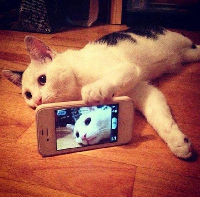 yok-artik-kedilerin-bizden-cok-daha-iyi-selfie-cektiklerinin-21-kaniti-6