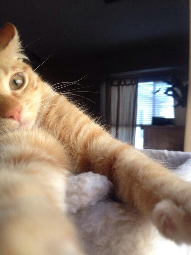 yok-artik-kedilerin-bizden-cok-daha-iyi-selfie-cektiklerinin-21-kaniti-8