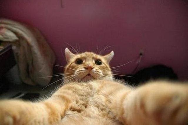 yok-artik-kedilerin-bizden-cok-daha-iyi-selfie-cektiklerinin-21-kaniti-11