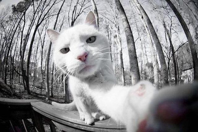 yok-artik-kedilerin-bizden-cok-daha-iyi-selfie-cektiklerinin-21-kaniti-14