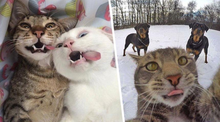 Bizlerden daha iyi selfie çeken sevimli kediler! 