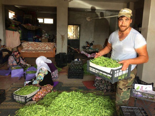 Fasulye üreticisi fiyatlardan memnun