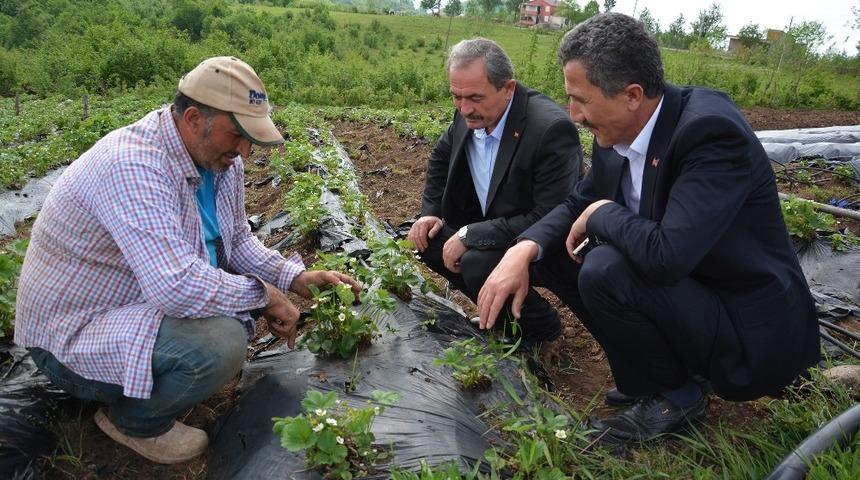 Çilekte bereketli sezon beklentisi