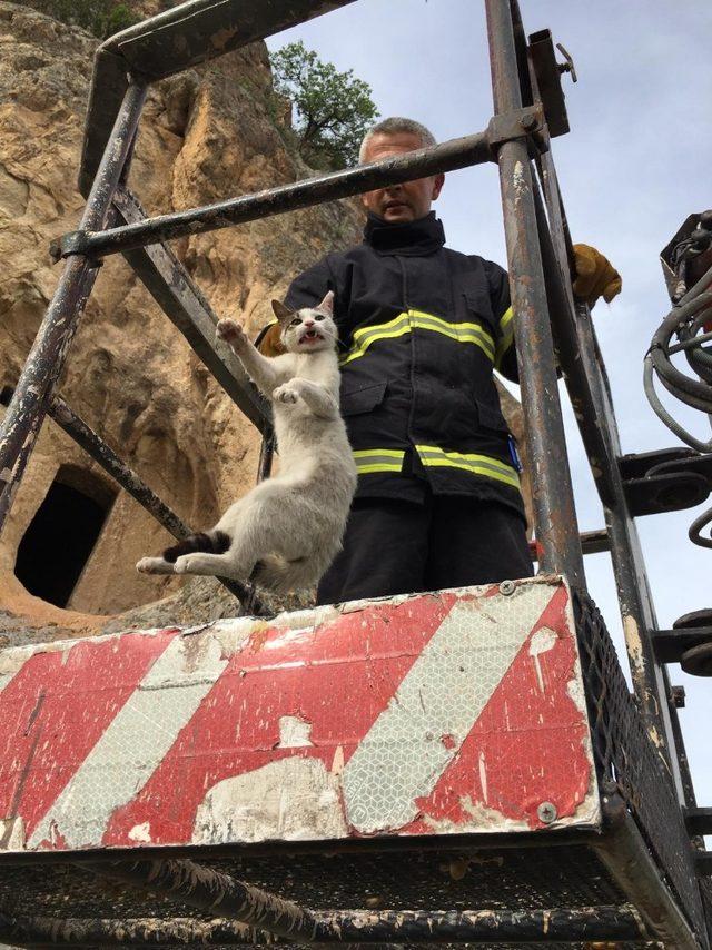 Kayalıklarda mahsur kalan kedi kurtarıldı