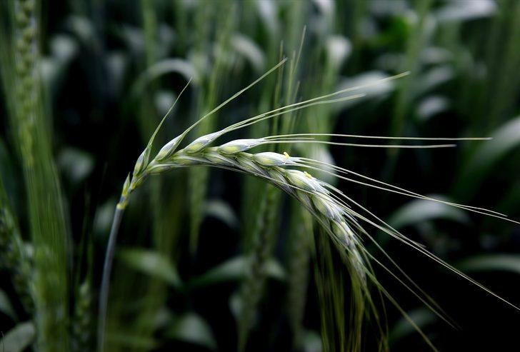 Konya Ovası'nı parazitörler koruyacak!  G1