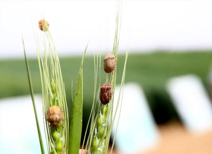 Konya Ovası'nı parazitörler koruyacak!  G2