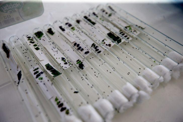 Konya Ovası'nı parazitörler koruyacak!  G3