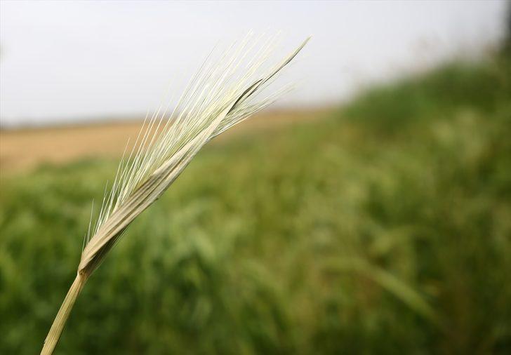 Konya Ovası'nı parazitörler koruyacak!  G4
