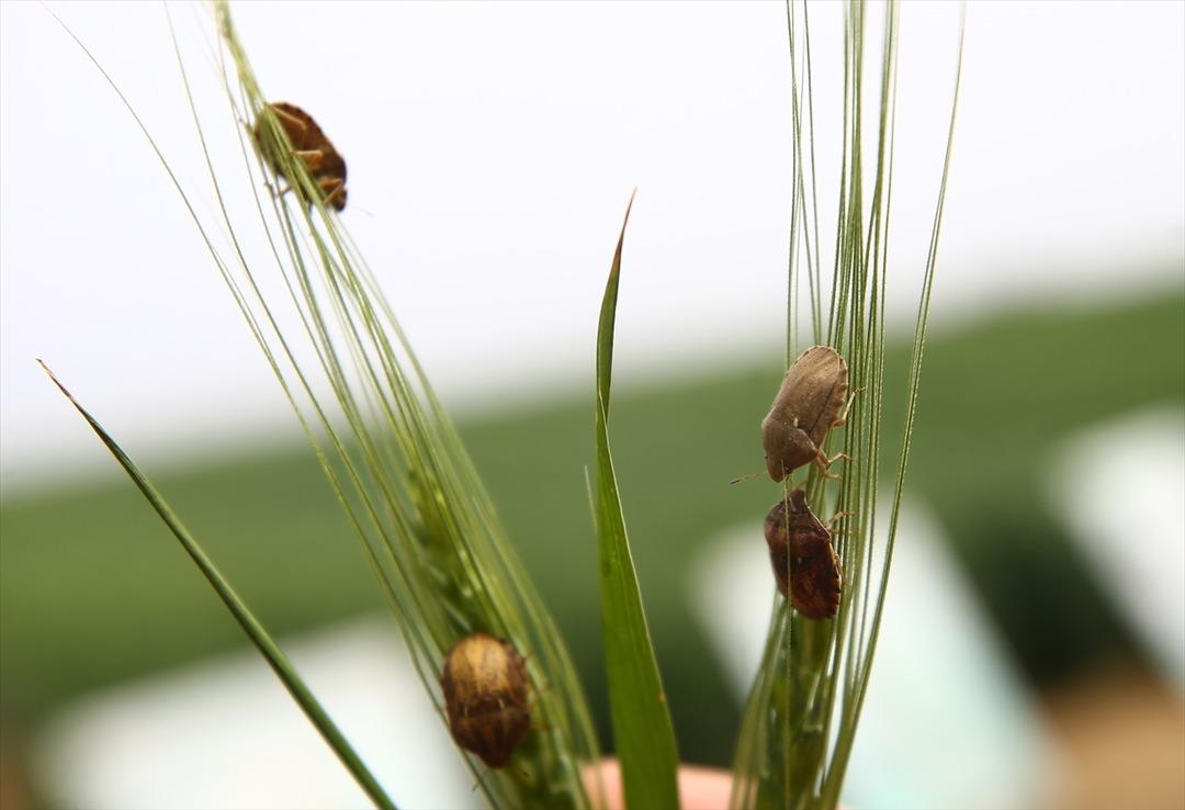 Konya Ovası'nı parazit&ouml;rler koruyacak! 