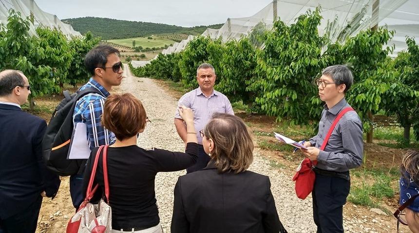 G&uuml;ney Korelilerin ağzı Salihli kirazıyla tatlanacak
