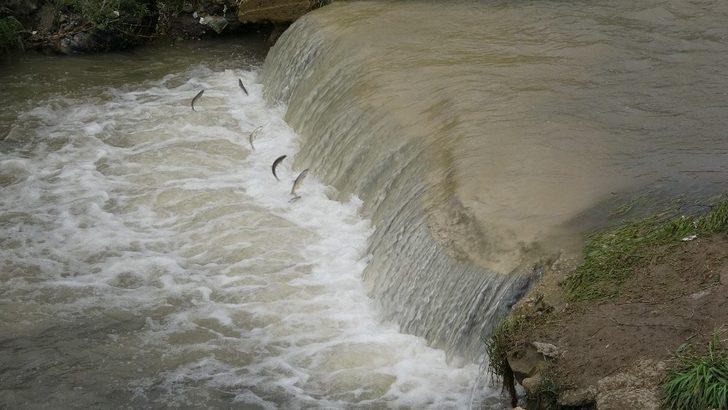 Uçan balıklar bu kez şehir merkezine göç etti G1