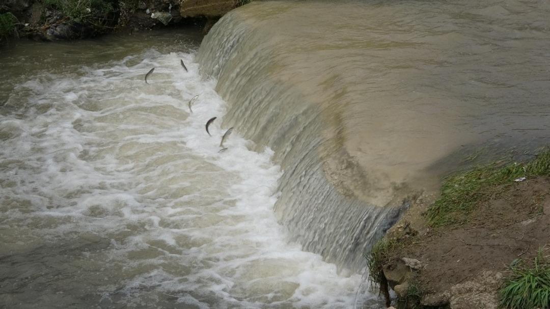 U&ccedil;an balıklar bu kez şehir merkezine g&ouml;&ccedil; etti