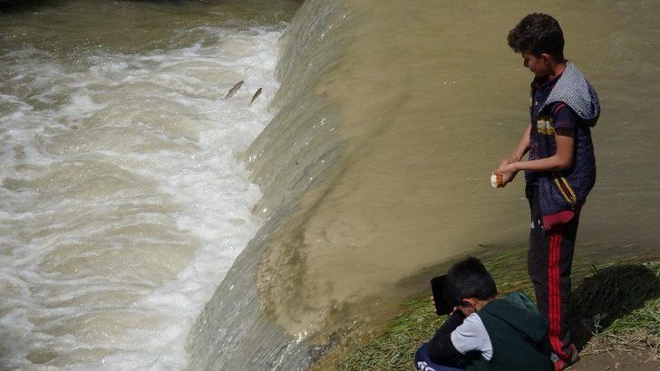 Uçan balıklar bu kez şehir merkezine göç etti G2
