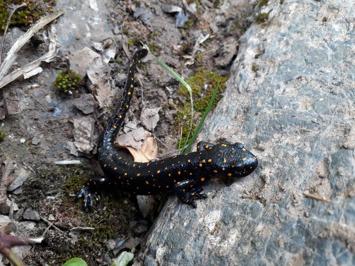 Bu tür sadece Türkiye'de var! Herkes lekeli olanla karıştırıyor ama...  G1