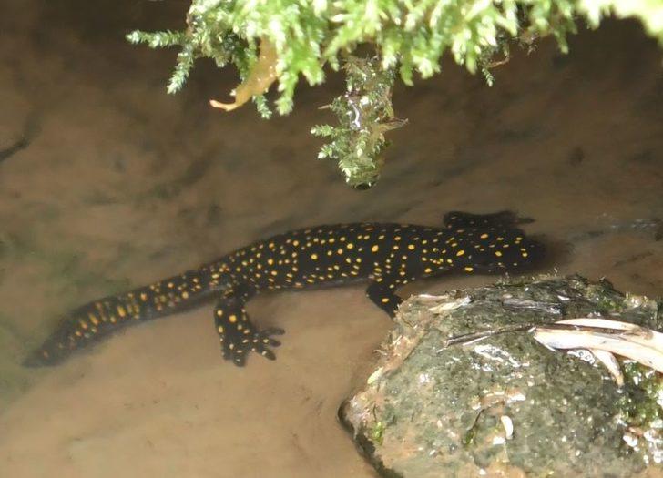 Bu tür sadece Türkiye'de var! Herkes lekeli olanla karıştırıyor ama...  G5