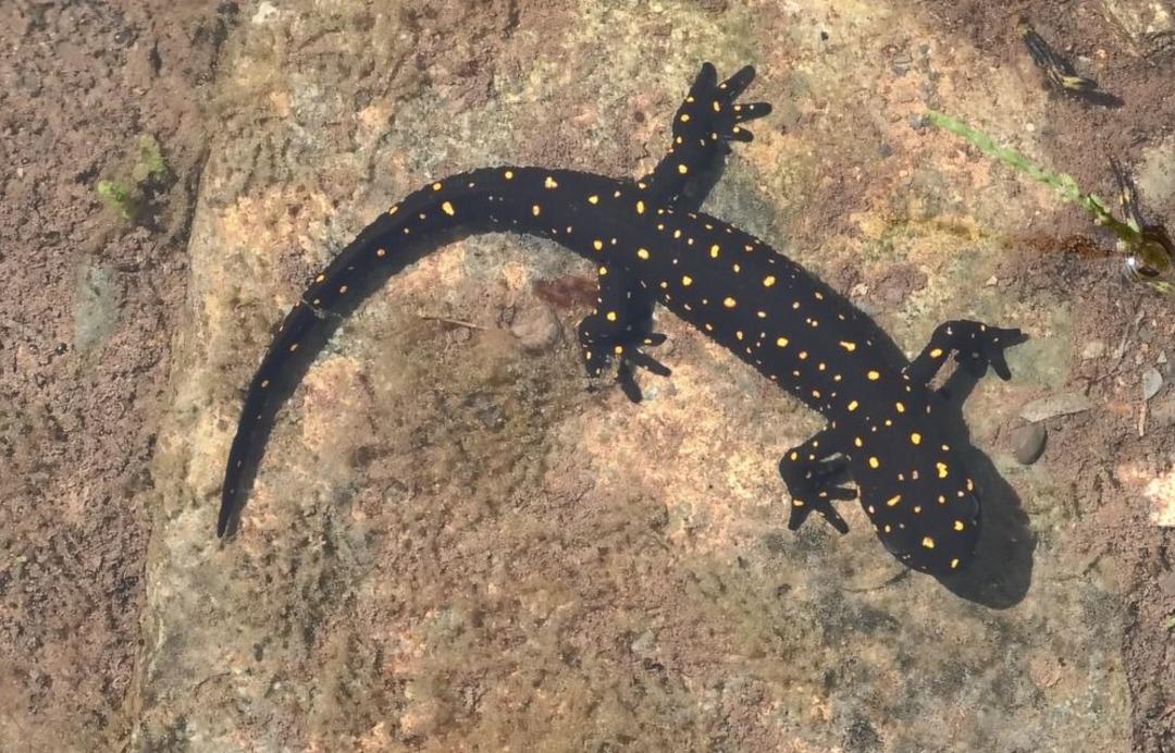 Bu t&uuml;r sadece T&uuml;rkiye'de var! Herkes lekeli olanla karıştırıyor ama... 