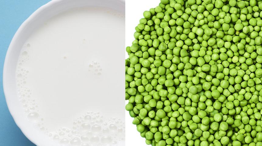 Bezelye sütü nedir? Faydaları nelerdir?