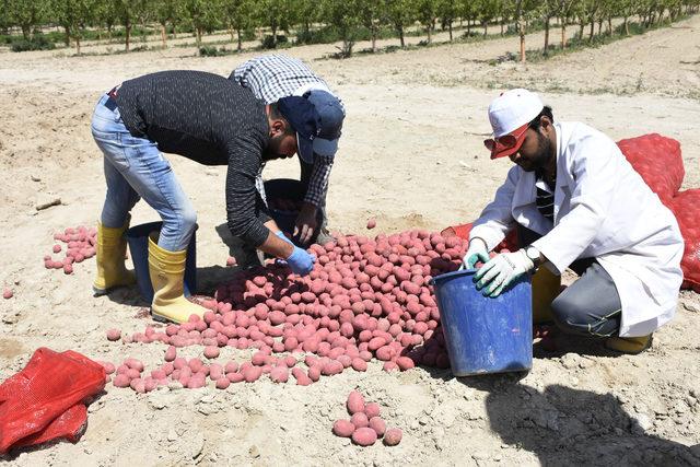 Kuraklığa dayanıklı patates geliştirildi