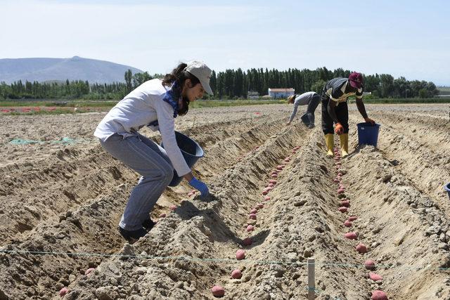 Kuraklığa dayanıklı patates geliştirildi