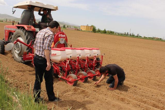 Hastalıklara dayanıklı fasulye ve barbunyanın deneme ekimi yapıldı