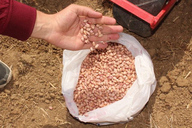 Hastalıklara dayanıklı fasulye ve barbunyanın deneme ekimi yapıldı