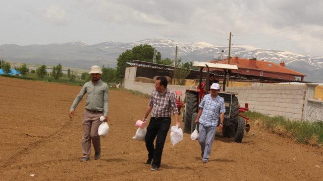 Hastalıklara dayanıklı fasulye ve barbunyanın deneme ekimi yapıldı