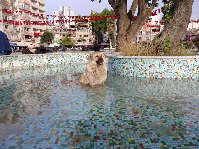 Sıcaktan bunalan köpek süs havuzuna girdi