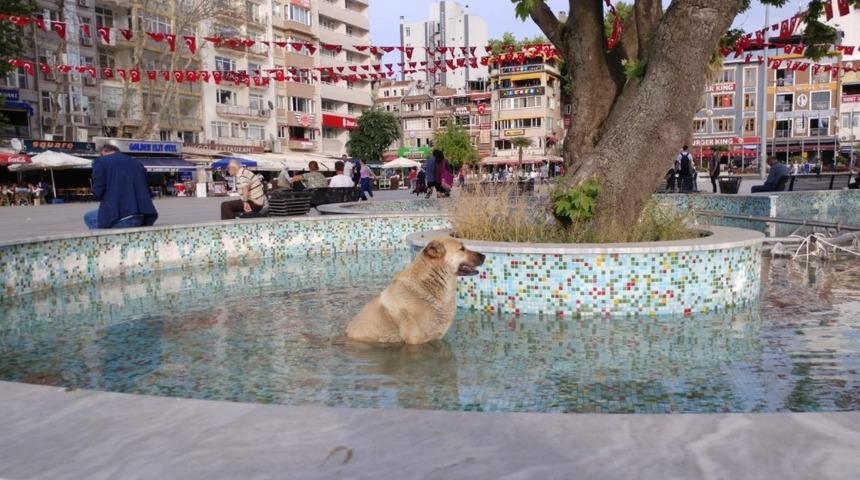 Sıcaktan bunalan k&ouml;pek s&uuml;s havuzuna girdi