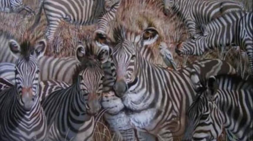 Fotoğrafa bakınca ilk gördüğünüz hayvan bakın ne anlama geliyor