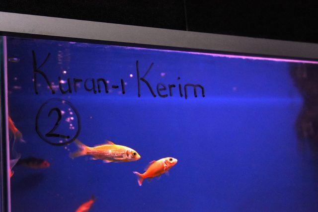 Kur'an-ı Kerim ve Tasavvuf Musikisi dinletilen balıklar daha çabuk büyüdü
