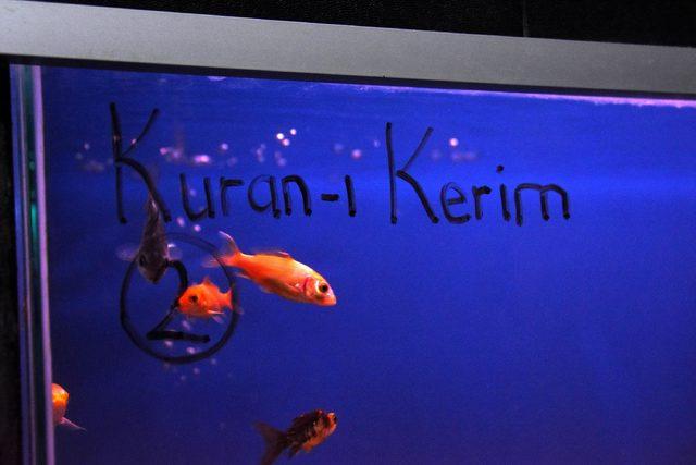 Kur'an-ı Kerim ve Tasavvuf Musikisi dinletilen balıklar daha çabuk büyüdü