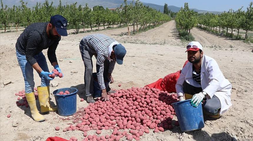  Kuraklığa dayanıklı yerli patates çeşidi geliştirildi