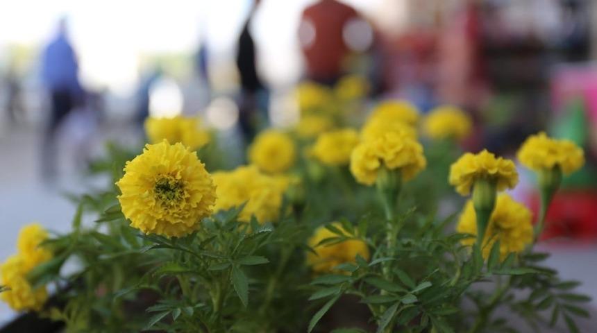 G&uuml;rpınar &ccedil;i&ccedil;ek a&ccedil;tı