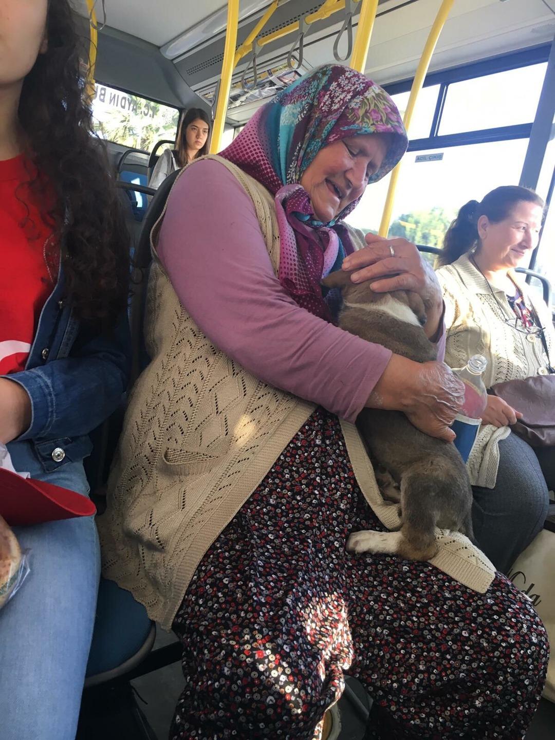  Yavru k&ouml;pekle otob&uuml;se bindi, sosyal medyada olay yarattı