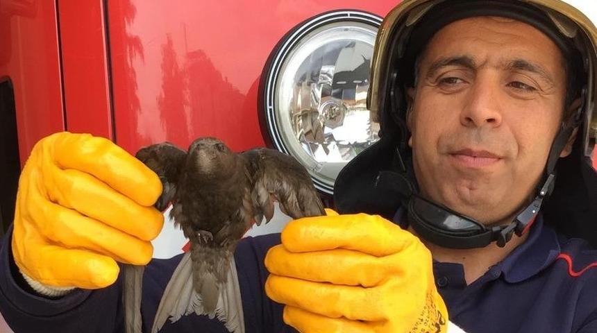 Havalandırma boşluğuna d&uuml;şen kuşu itfaiye kurtardı