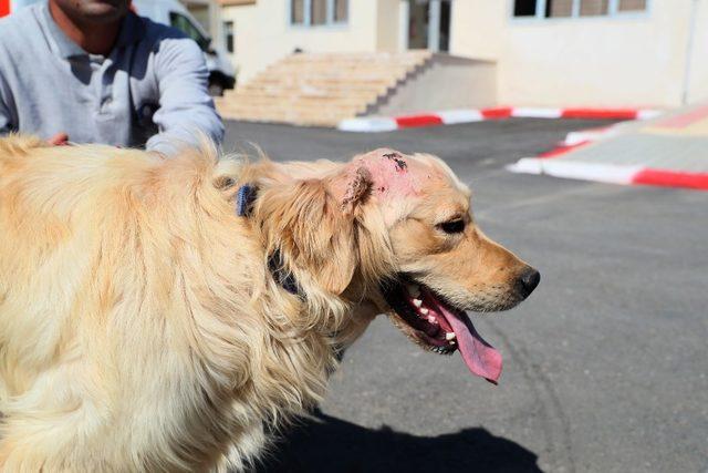 Silahla vurulan ve trafik kazası geçiren iki köpeğe Mersin Büyükşehir Belediyesi sahip çıktı