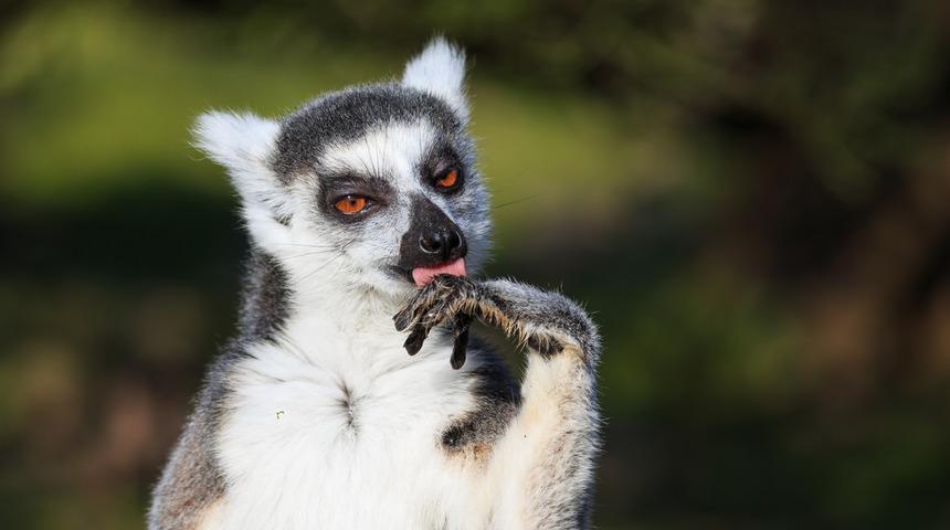 Hayvanat bah&ccedil;esinden lemur &ccedil;aldı