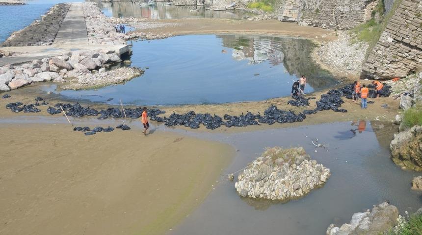 Sahille vuran yosunlar temizleniyor