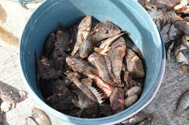 İskorpit tezgahlarda 1