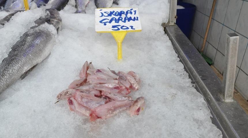 İskorpit tezgahlarda