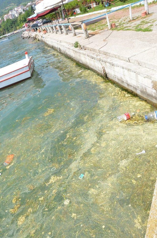 Gerze’de liman içinde yosun ve çöp kirliliği